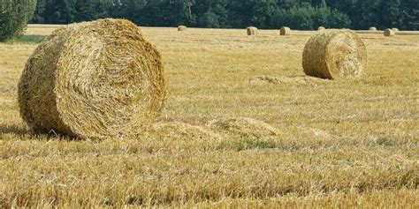 onde comprar prado para cavalo